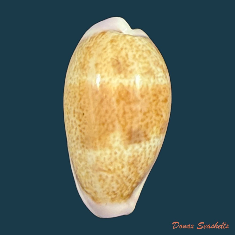 cypraea-bistrinotata-samarensis-lorenz-2014-18-5mm-copia-1
