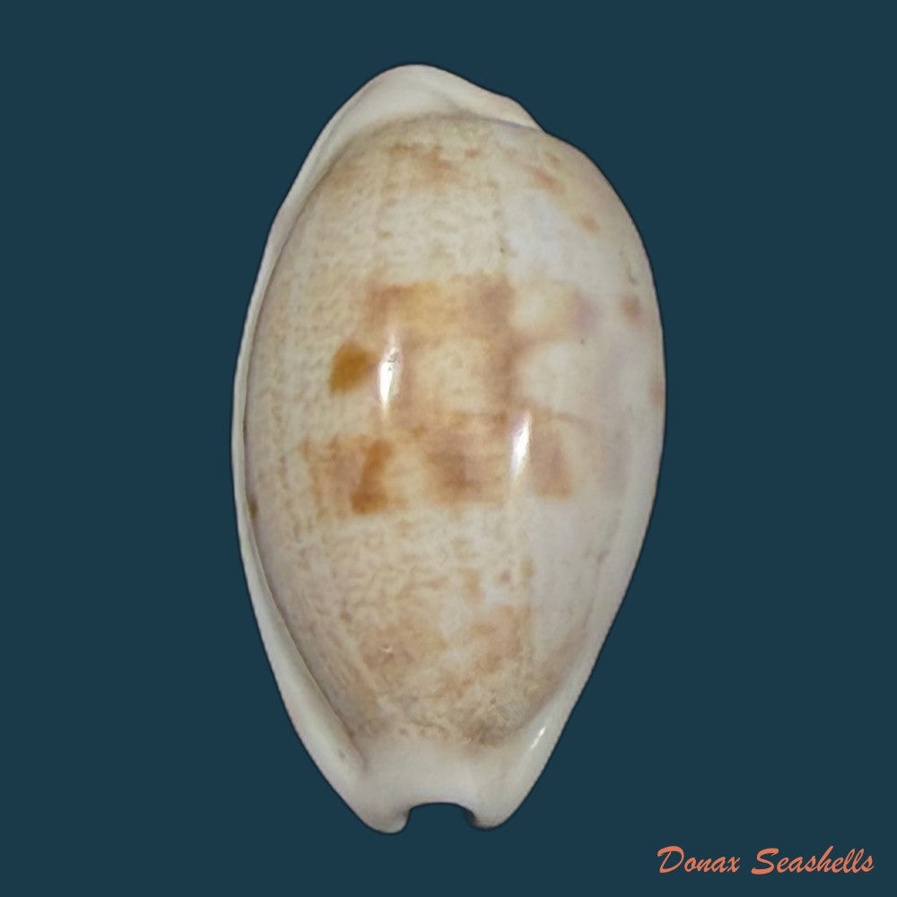 cypraea-bistrinotata-samarensis-lorenz-2014-18-5mm-copia