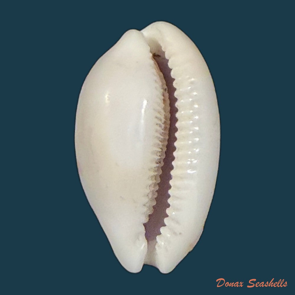 cypraea-bistrinotata-samarensis-lorenz-2014-18-5mm-copia