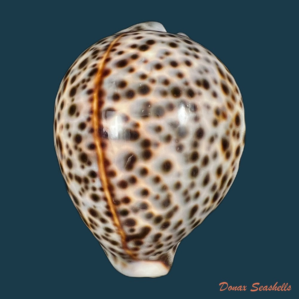 cypraea-tigris-linnaeus-1758-90mm-copia