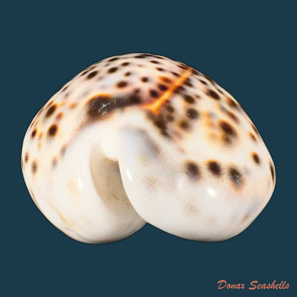 cypraea-tigris-linnaeus-1758-90mm-copia