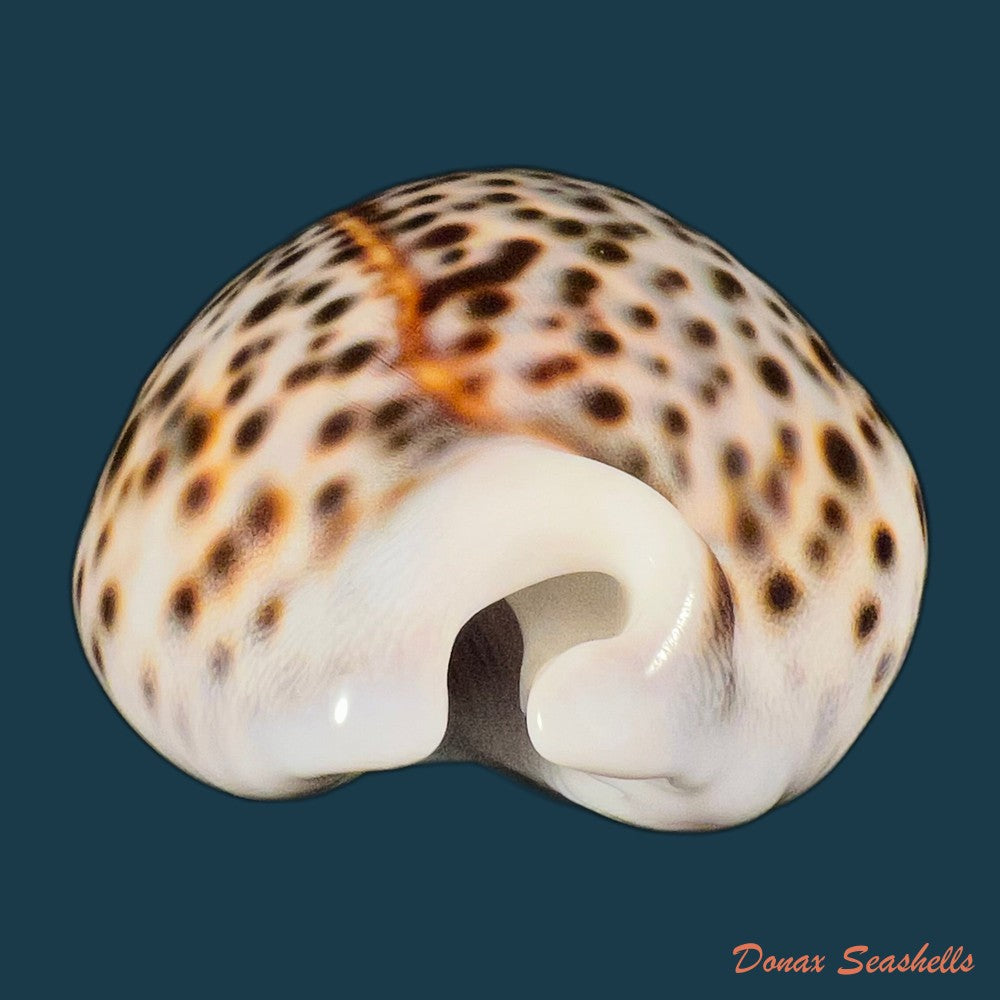 cypraea-tigris-linnaeus-1758-90mm-copia