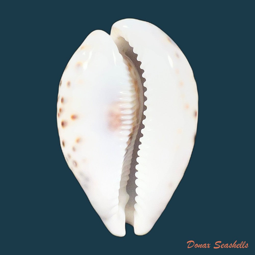 cypraea-tigris-linnaeus-1758-90mm-copia