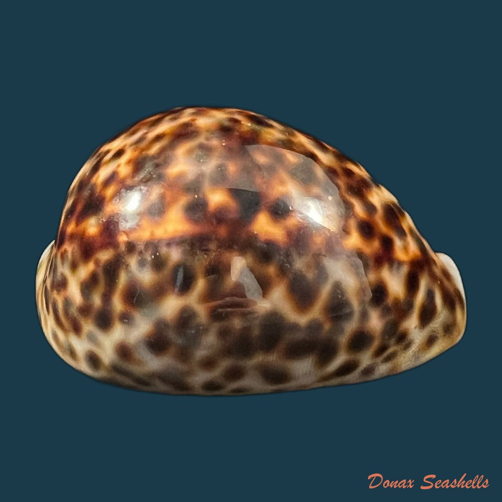 cypraea-tigris-linnaeus-1758-92-4mm-copia