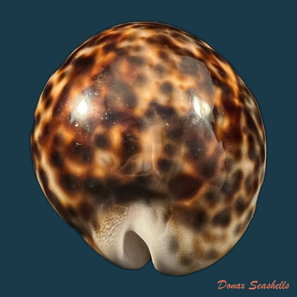 cypraea-tigris-linnaeus-1758-92-4mm-copia
