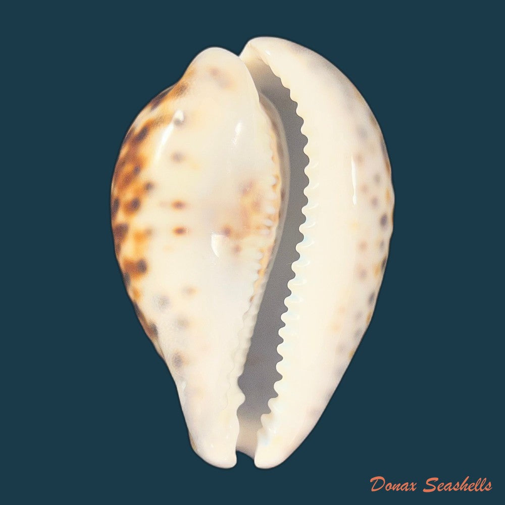 cypraea-tigris-linnaeus-1758-92-4mm-copia