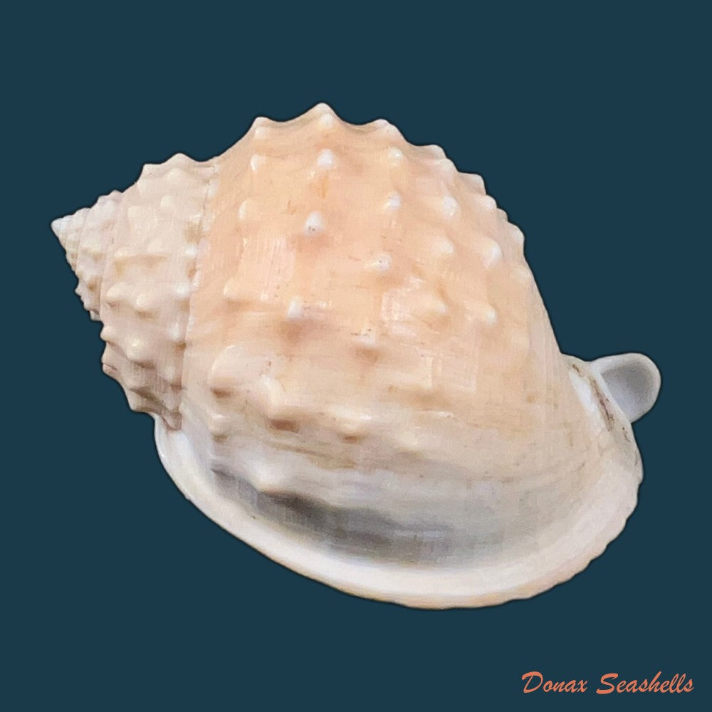 cypraecassis-rufa-linnaeus-1758-179-6mm-copia