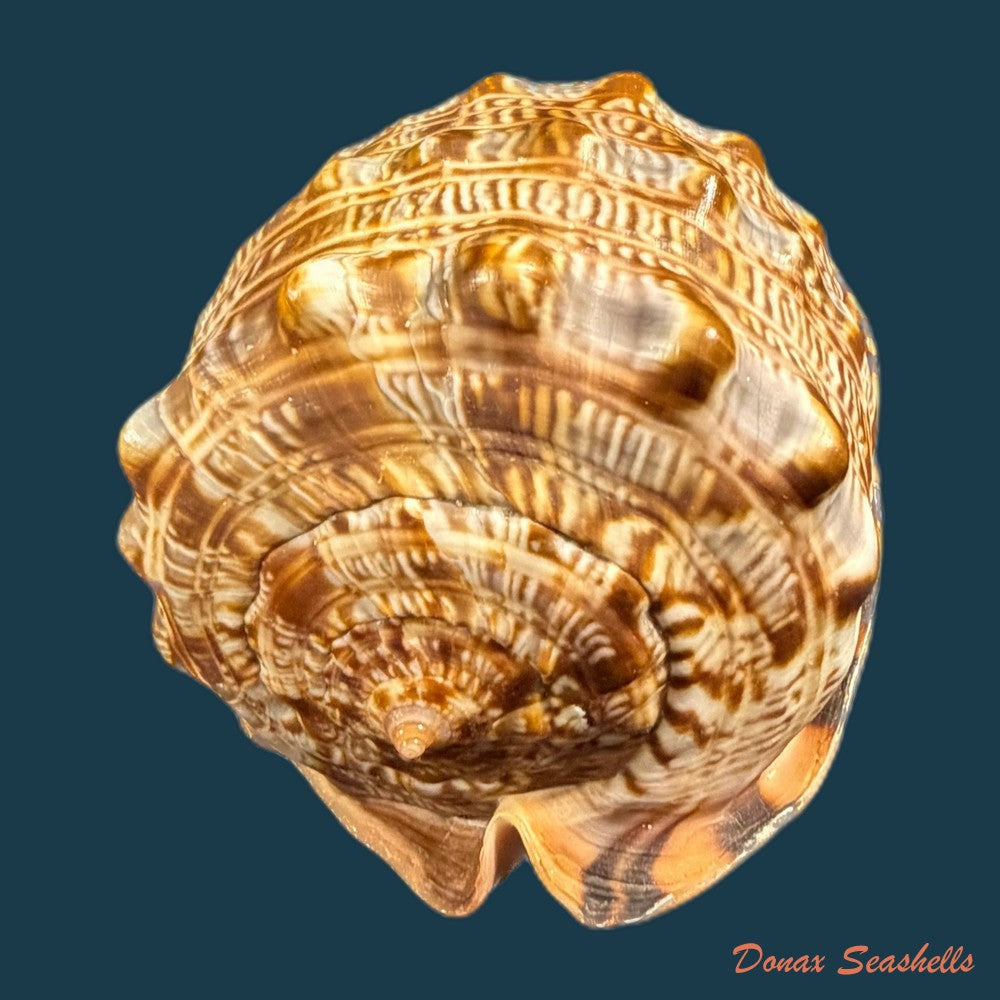 cypraecassis-tenuis-w-wood-1828-117-7-copia