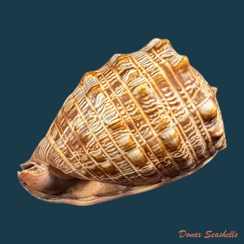 cypraecassis-tenuis-w-wood-1828-117-7-copia