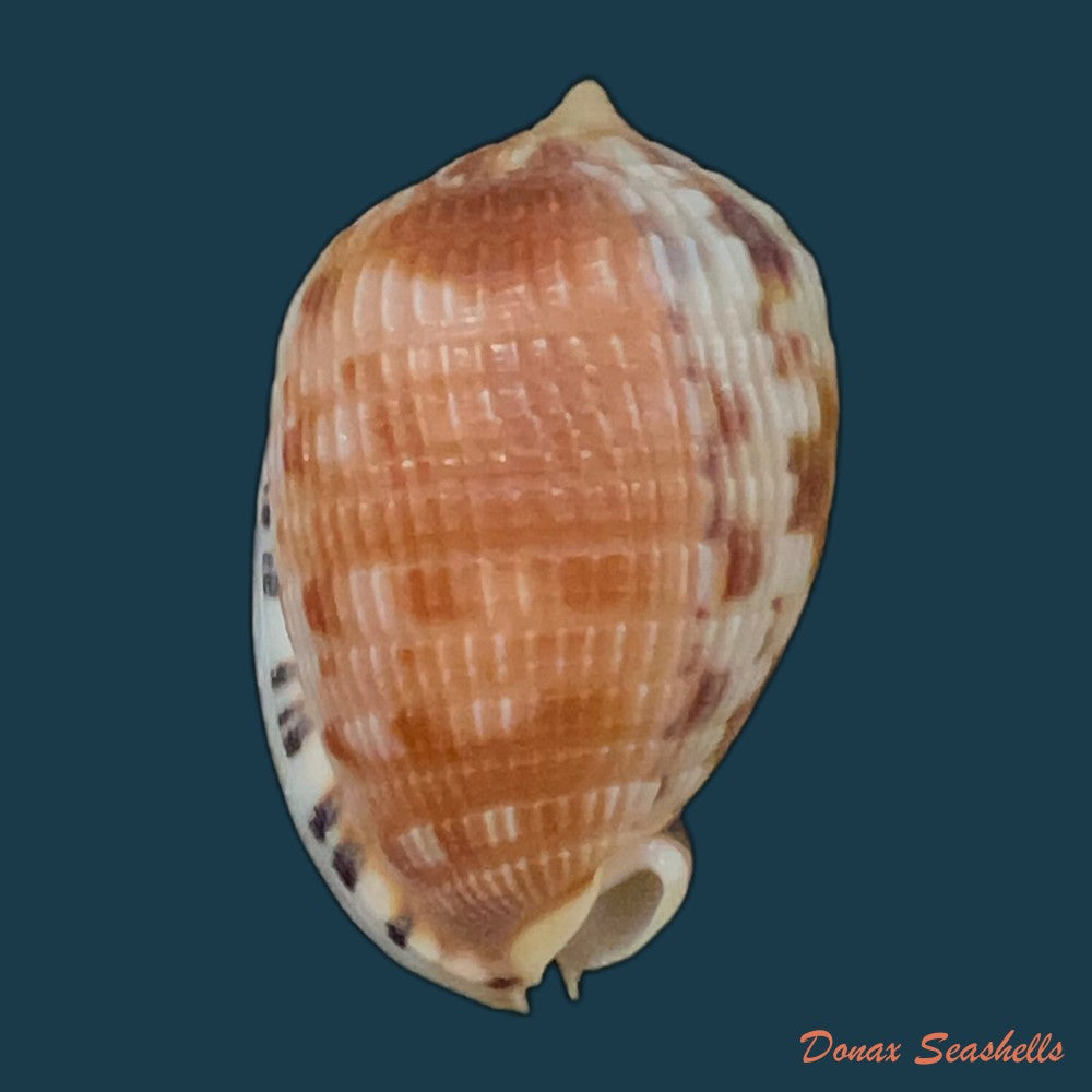 cypraecassis-testiculus-linnaeus-1758-35-7mm-copia