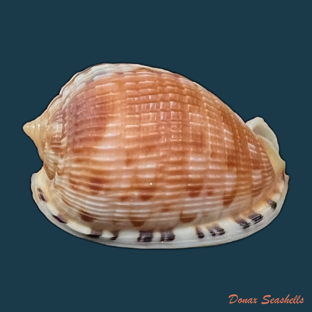 cypraecassis-testiculus-linnaeus-1758-35-7mm-copia