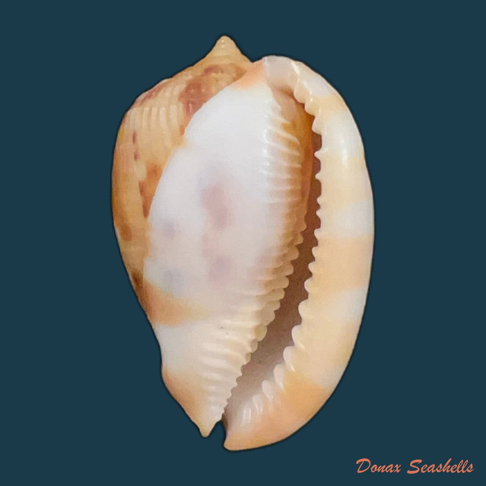 cypraecassis-testiculus-linnaeus-1758-35-7mm-copia