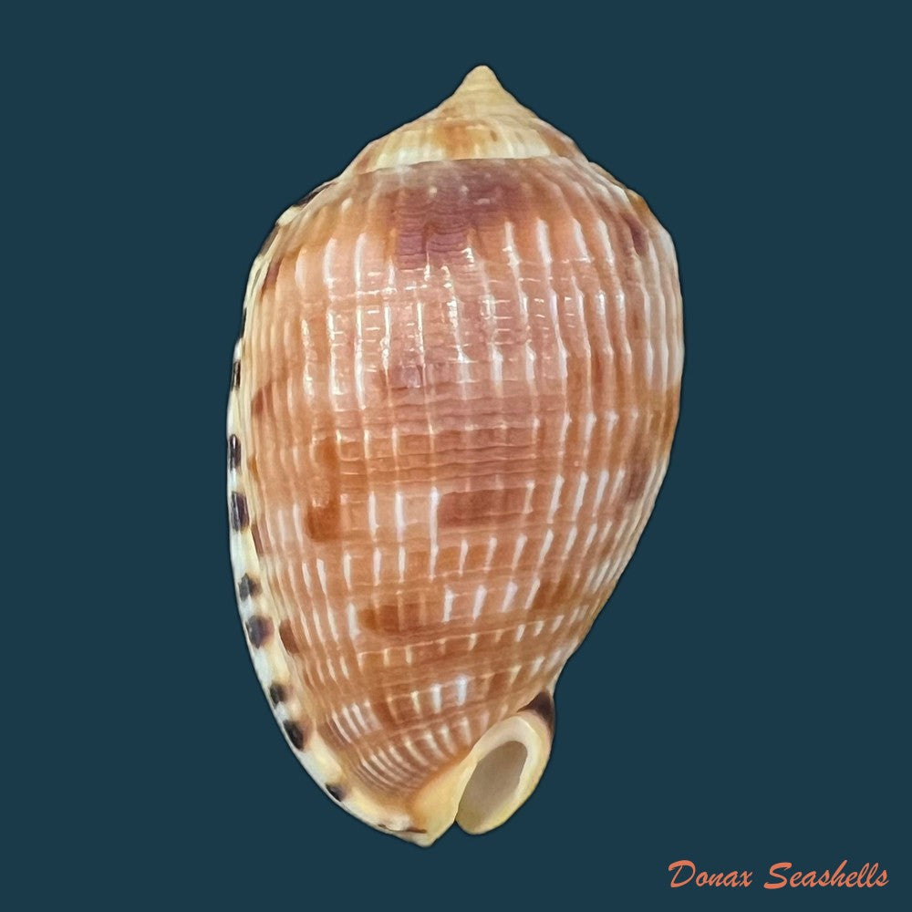cypraecassis-testiculus-linnaeus-1758-42-5mm-copia