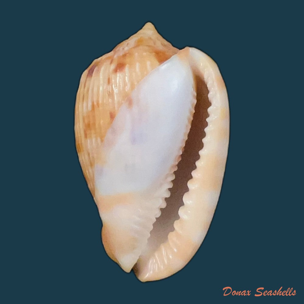cypraecassis-testiculus-linnaeus-1758-42-5mm-copia