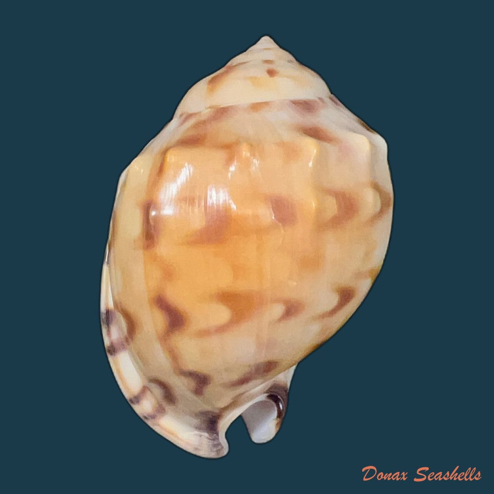 cypraecassis-testiculus-linnaeus-1758-43-7mm-copia