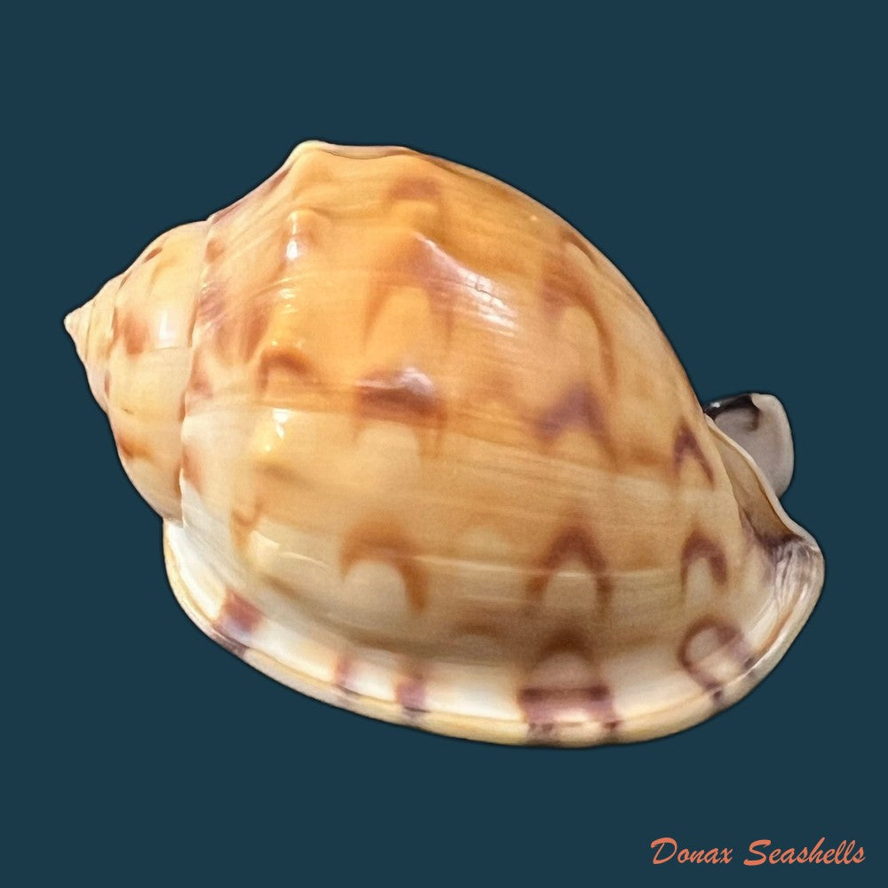 cypraecassis-testiculus-linnaeus-1758-43-7mm-copia