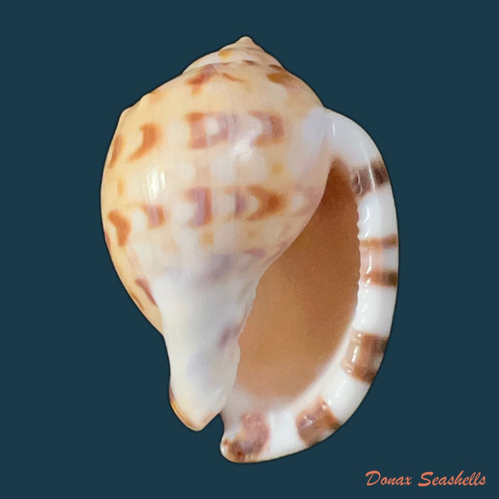 cypraecassis-testiculus-linnaeus-1758-43-7mm-copia