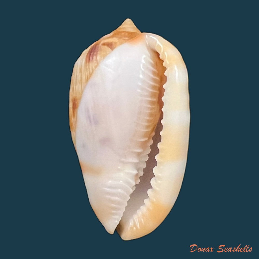 cypraecassis-testiculus-linnaeus-1758-44-6mm-copia