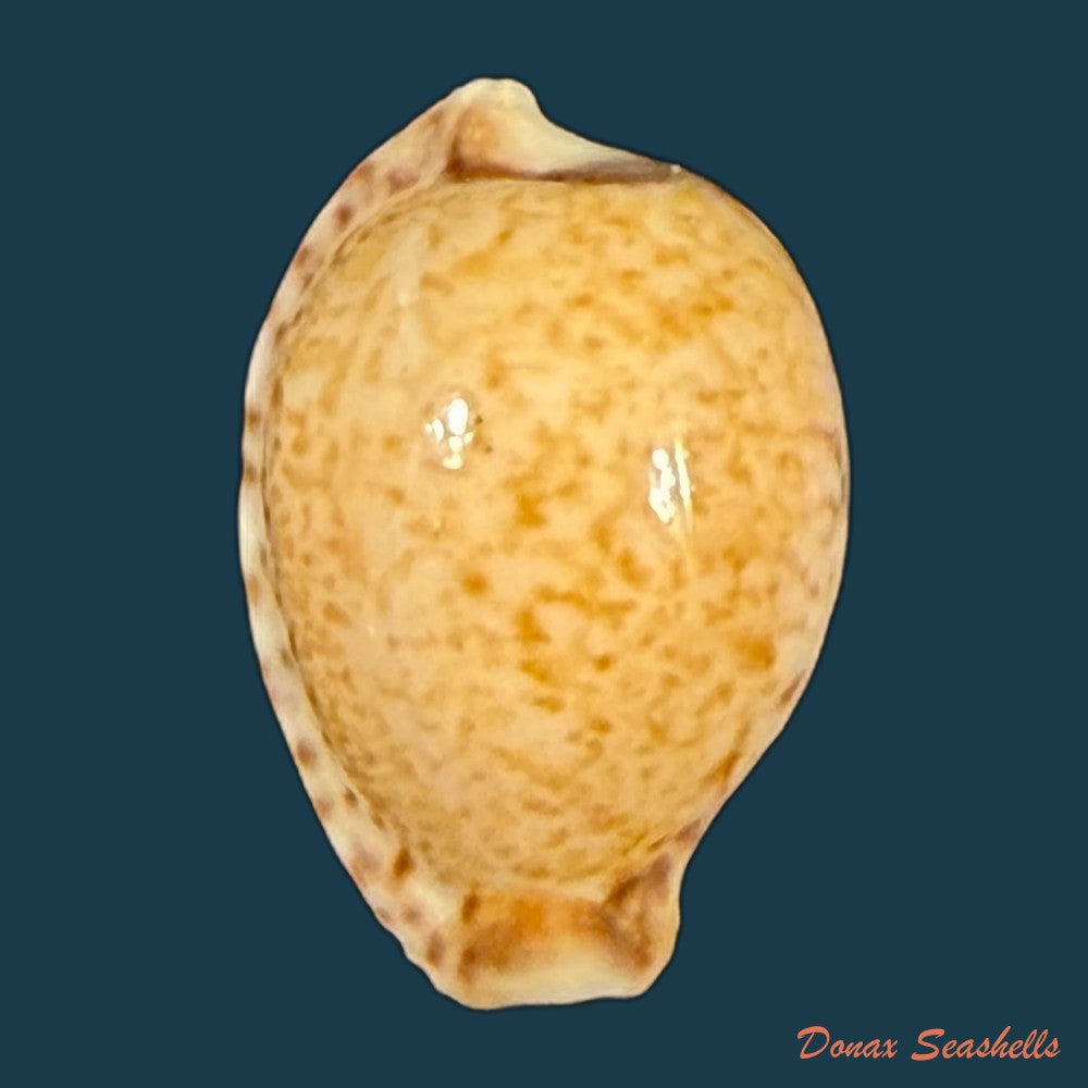 cypraeovula-algoensis-permarginata-lorenz-1989-22mm-copia