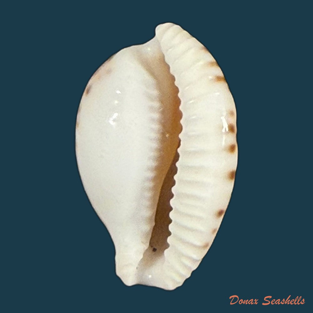 cypraeovula-algoensis-permarginata-lorenz-1989-22mm-copia