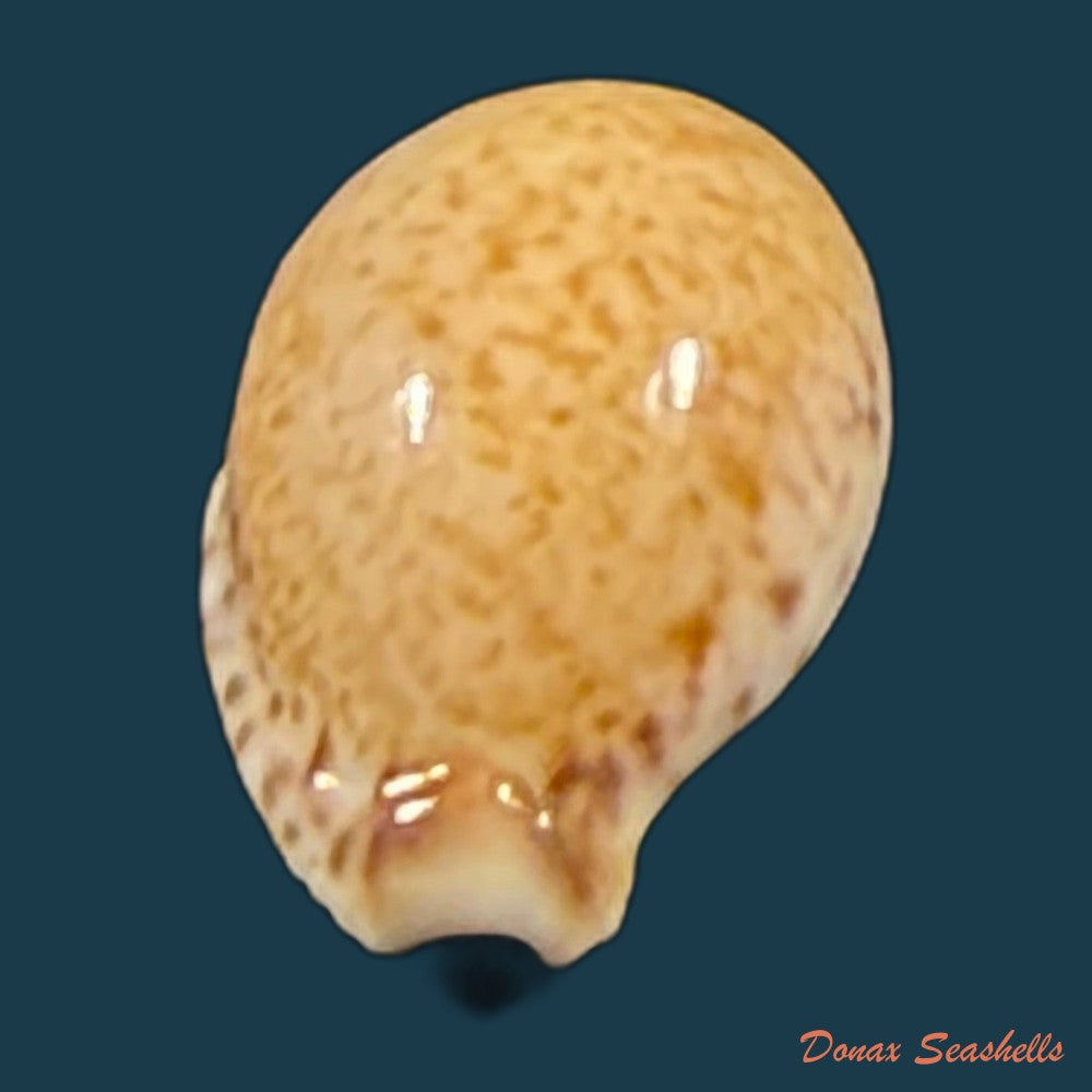 cypraeovula-algoensis-permarginata-lorenz-1989-22mm-copia