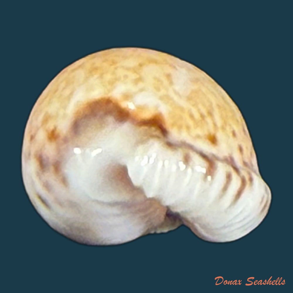 cypraeovula-algoensis-permarginata-lorenz-1989-22mm-copia