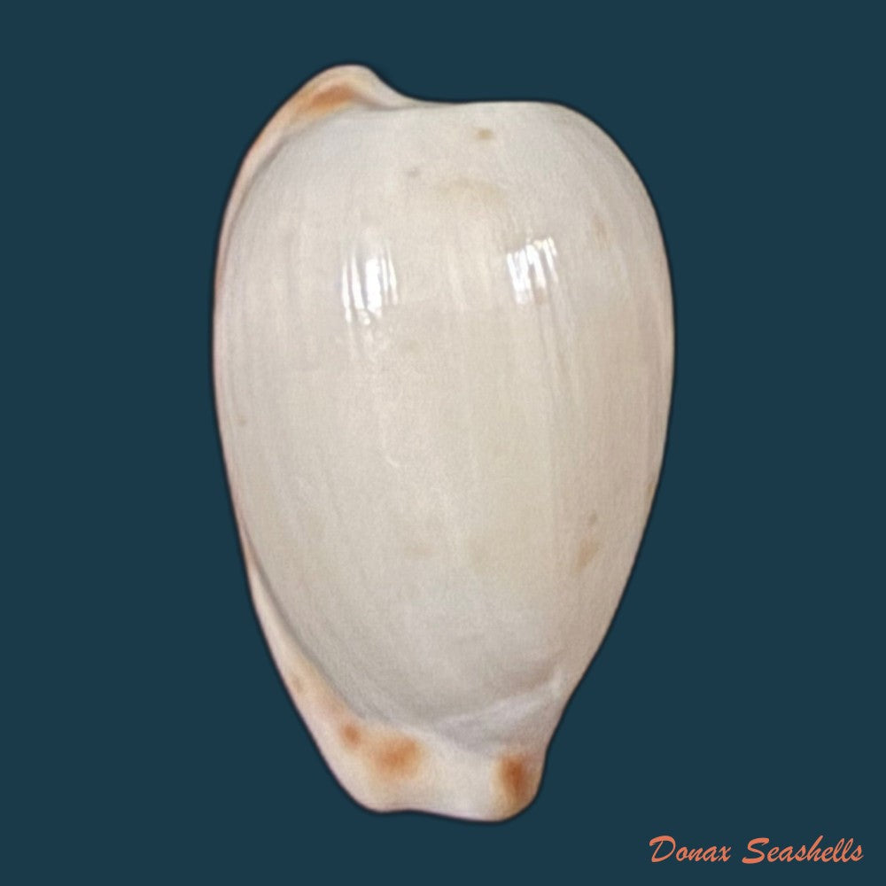 cypraeovula-edentula-gray-1825-22mm-copia