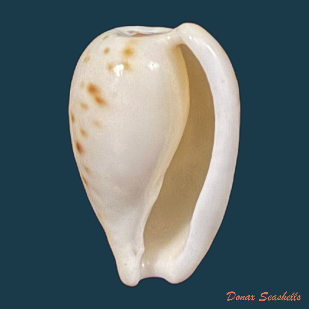 cypraeovula-edentula-gray-1825-22mm-copia
