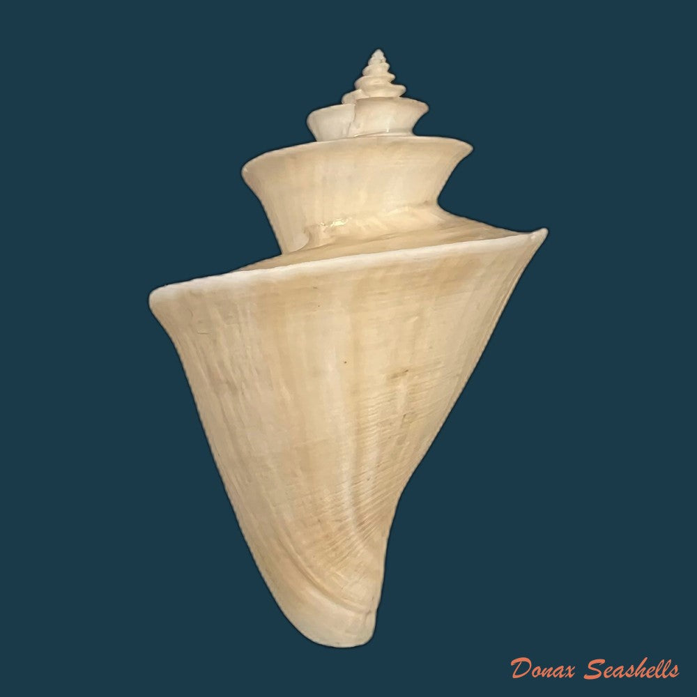 daphnella-lymneiformis-kiener-1840-16-8mm-copia