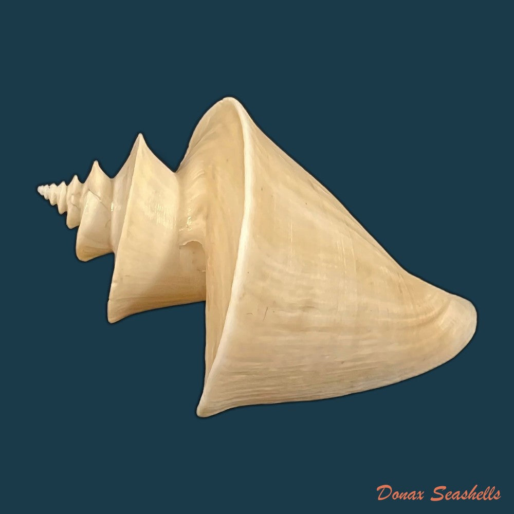 daphnella-lymneiformis-kiener-1840-16-8mm-copia