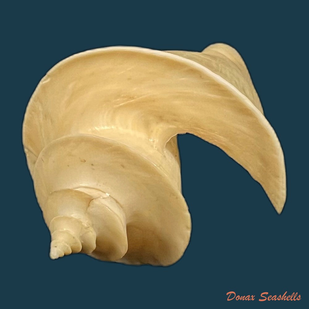daphnella-lymneiformis-kiener-1840-16-8mm-copia