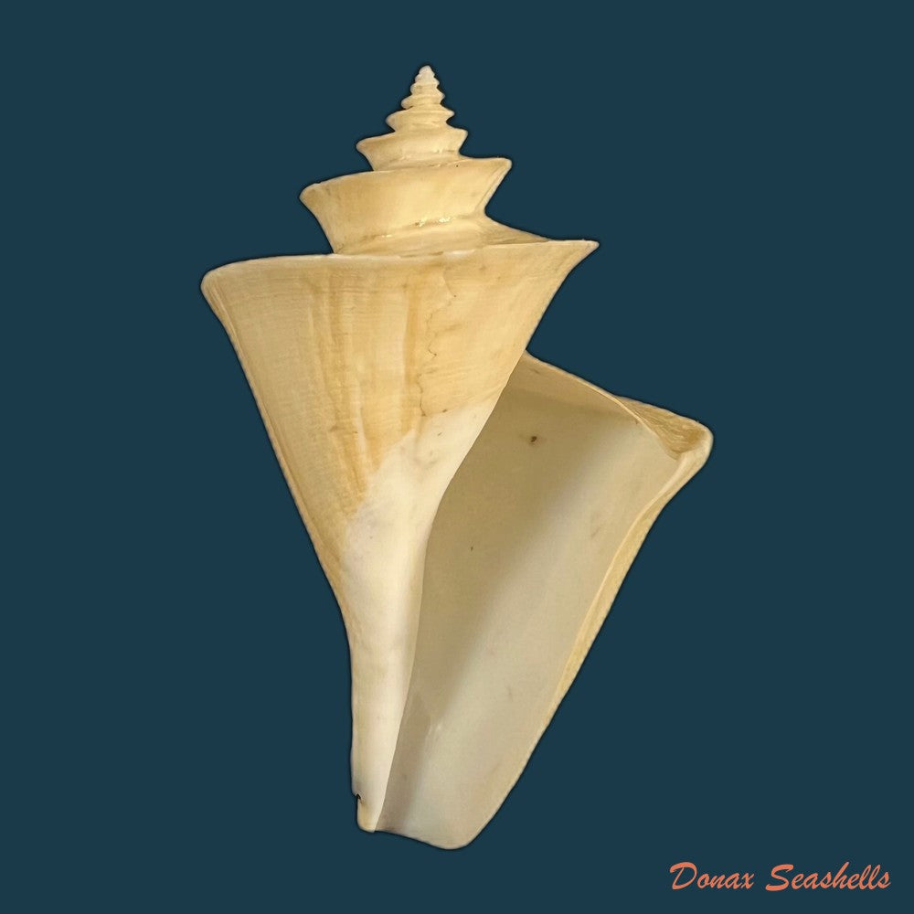 daphnella-lymneiformis-kiener-1840-16-8mm-copia