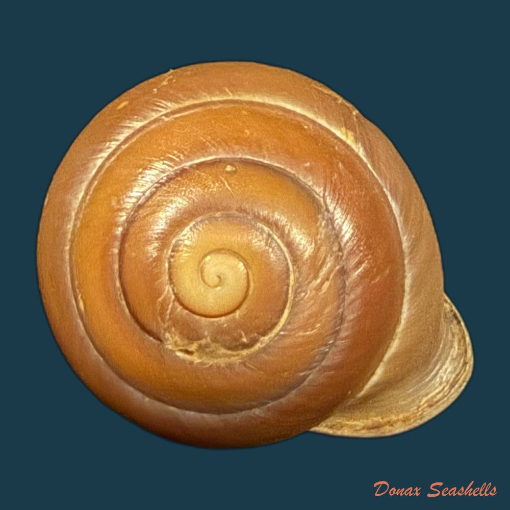 dentellaria-sloaneana-l-pfeiffer-1868-27-3mm-copia