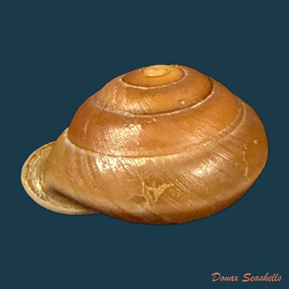 dentellaria-sloaneana-l-pfeiffer-1868-27-3mm-copia