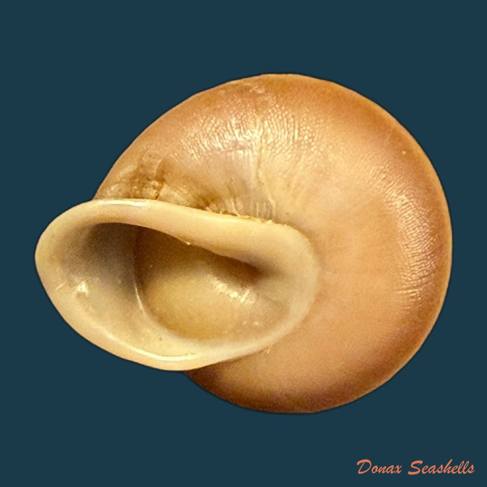 dentellaria-sloaneana-l-pfeiffer-1868-27-3mm-copia