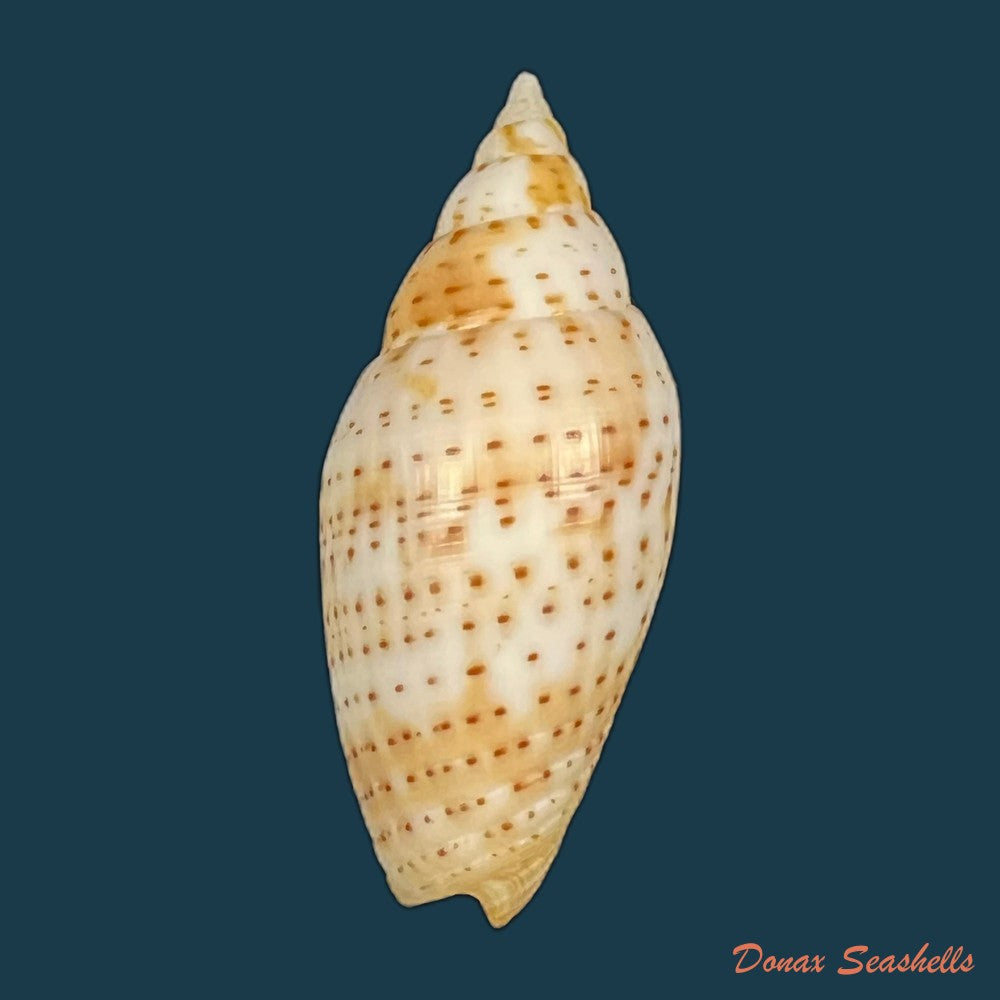 dibaphimitra-florida-a-gould-1856-48-7mm-copia
