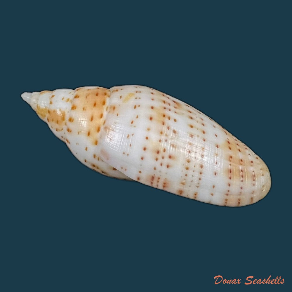 dibaphimitra-florida-a-gould-1856-48-7mm-copia