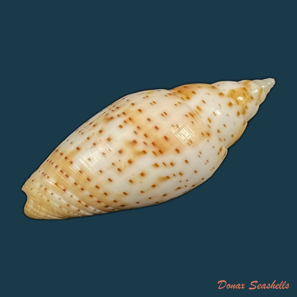 dibaphimitra-florida-a-gould-1856-48-7mm-copia