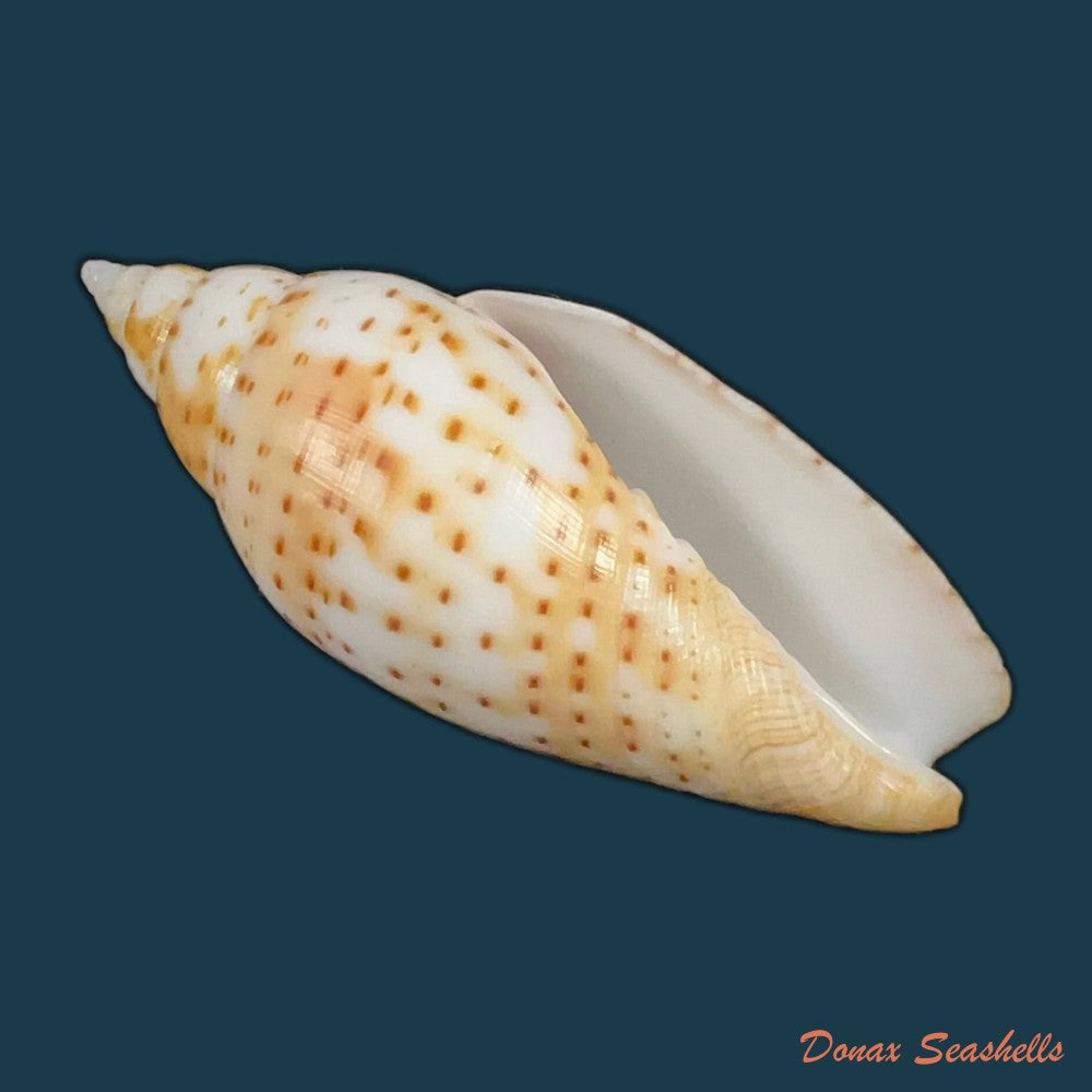 dibaphimitra-florida-a-gould-1856-48-7mm-copia