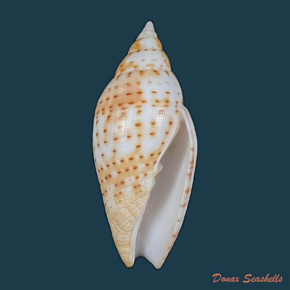 dibaphimitra-florida-a-gould-1856-48-7mm-copia