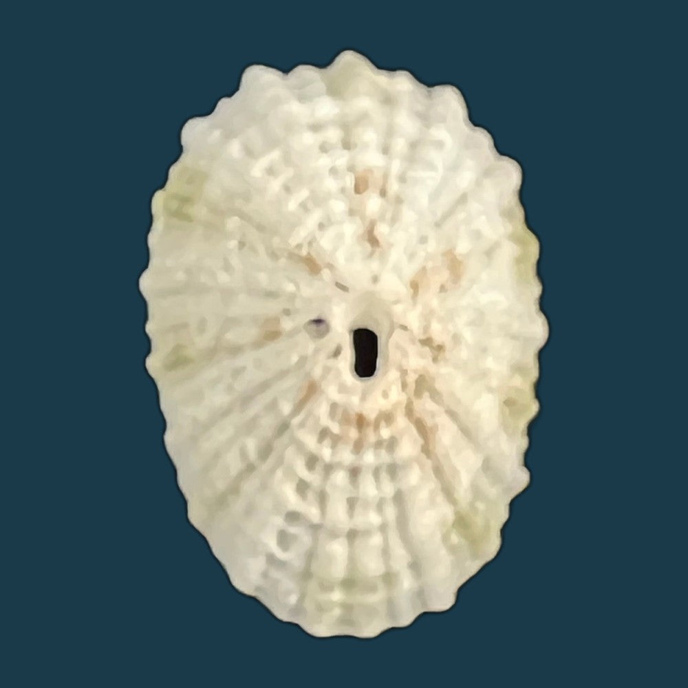 diodora-listeri-d-orbigny-1847-33mm-copia