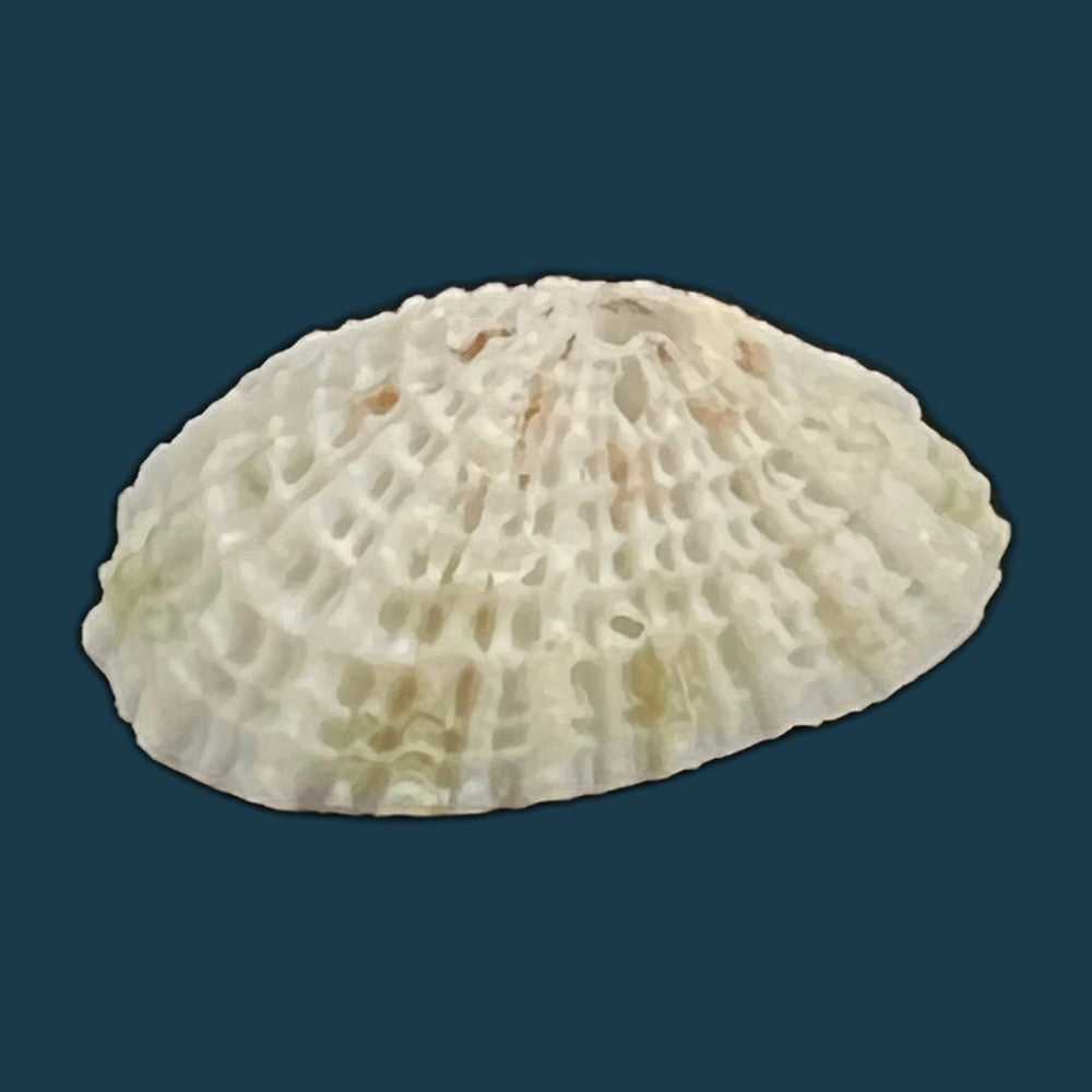 diodora-listeri-d-orbigny-1847-33mm-copia