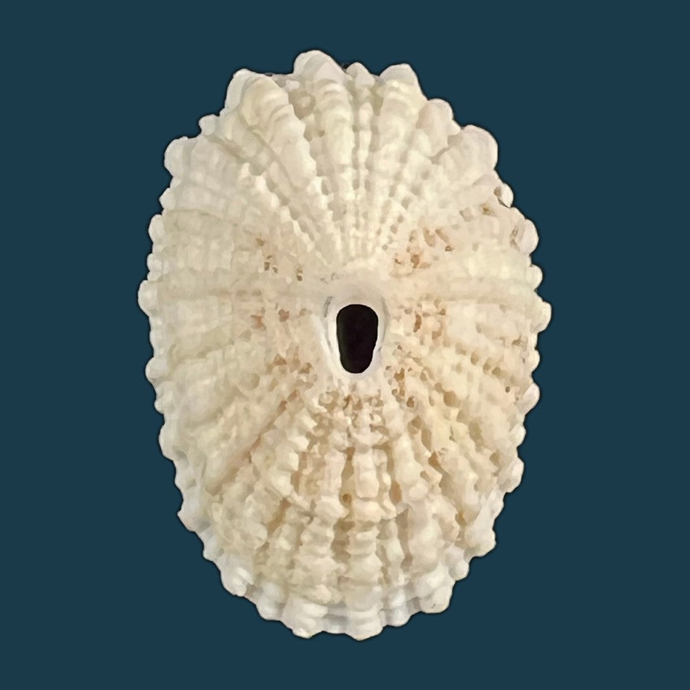 diodora-listeri-d-orbigny-1847-copia