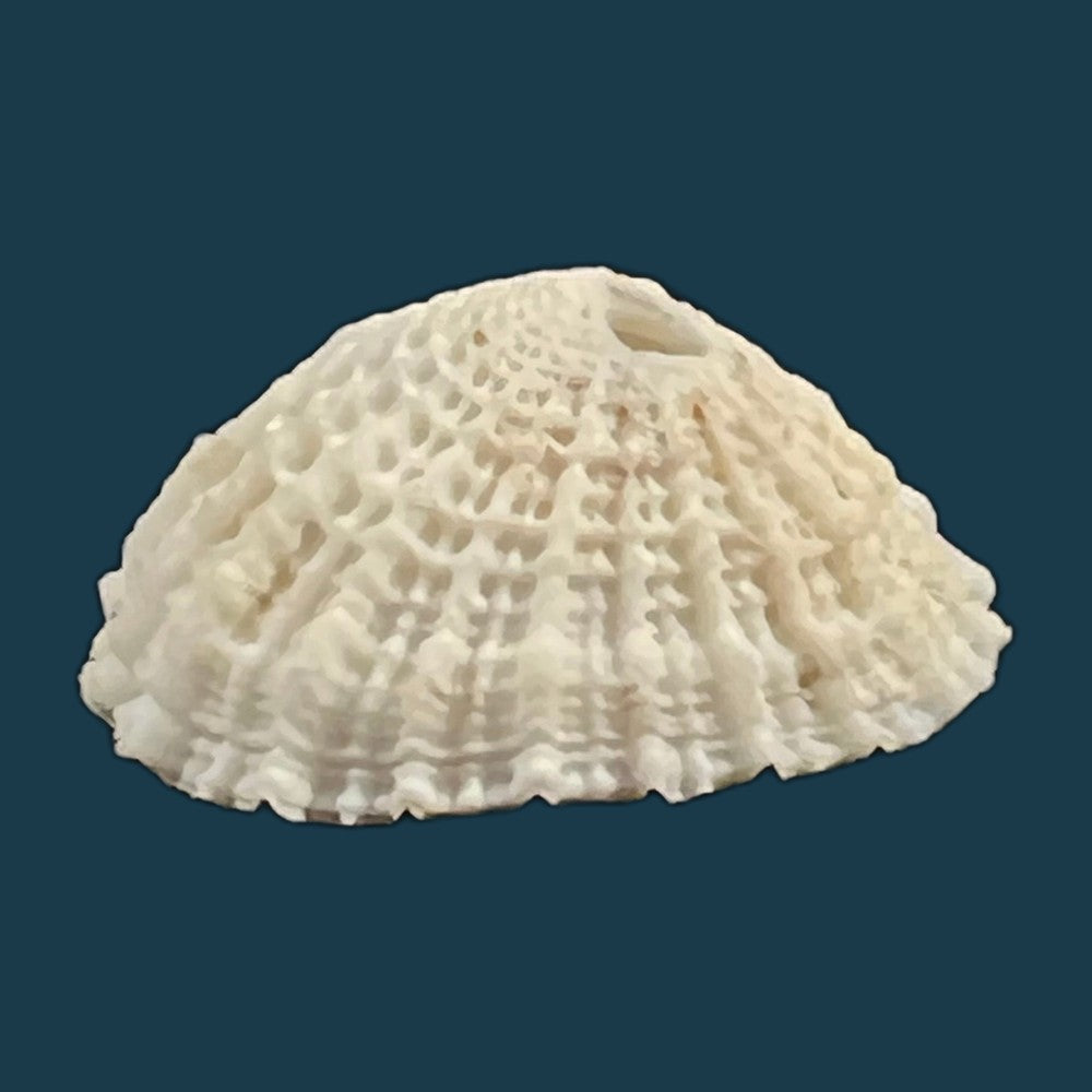 diodora-listeri-d-orbigny-1847-copia