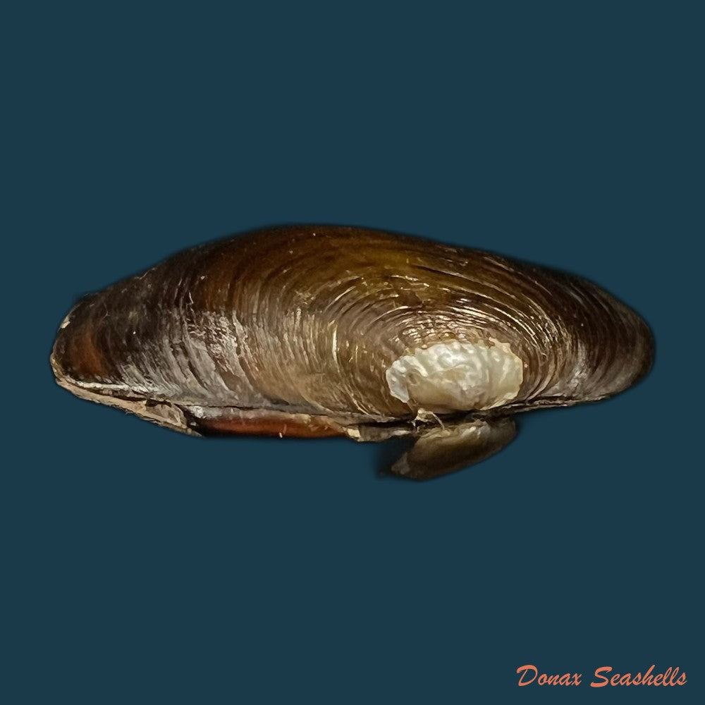 diplodon-deceptus-simpson-1914-59-4mm-copia