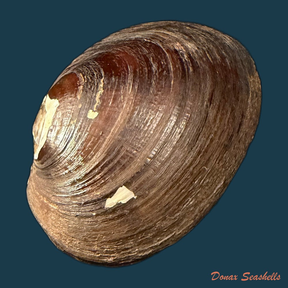 diplodon-deceptus-simpson-1914-62-1mm-copia