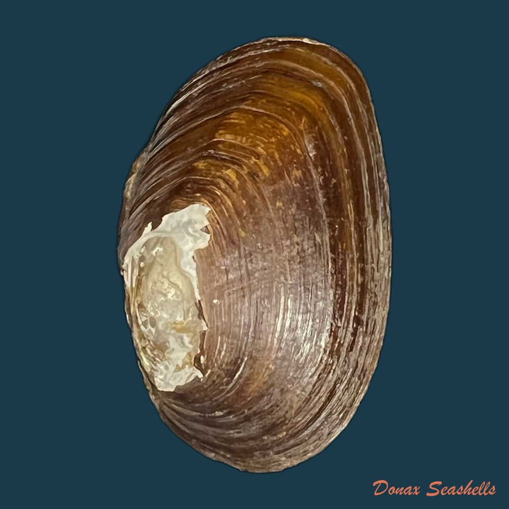 diplodon-expansus-kuster-1856-47-9mm-copia