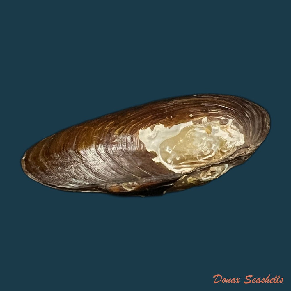 diplodon-expansus-kuster-1856-47-9mm-copia