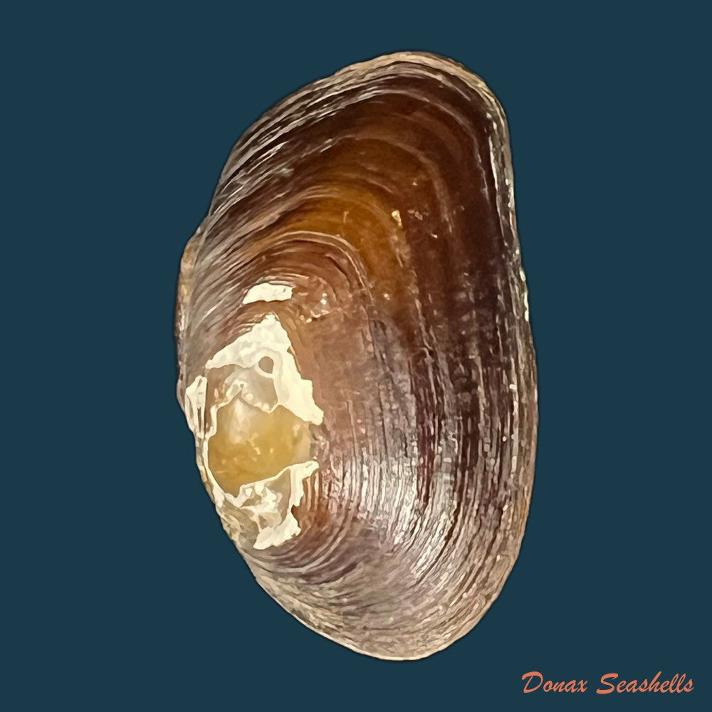 diplodon-expansus-kuster-1856-48mm-copia