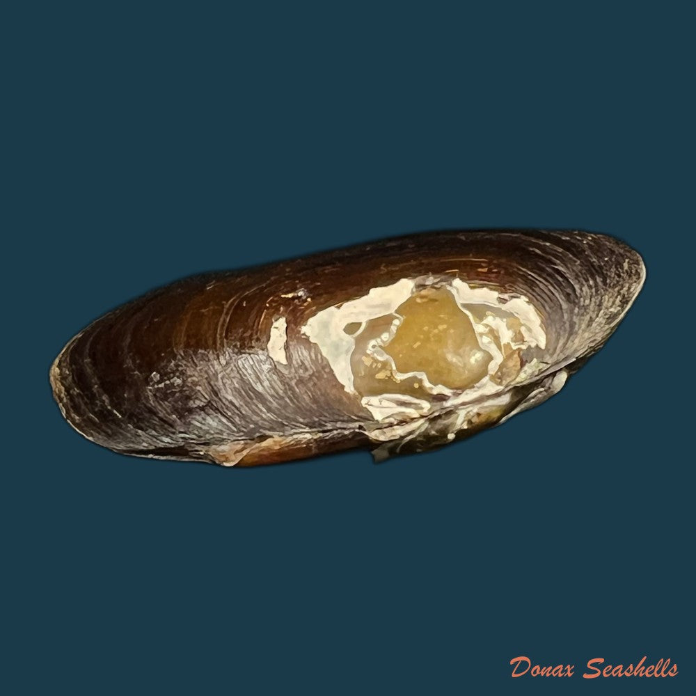 diplodon-expansus-kuster-1856-48mm-copia
